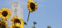 Cathedral with sunflowers Cathedral with sunflowers