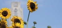 Cathedral of Learning with sunflowers Cathedral of Learning with sunflowers