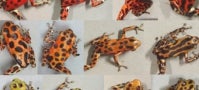 frogs in repose assortment of frogs