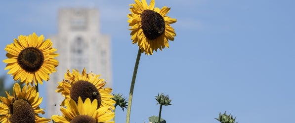 Cathedral of Learning with sunflowers