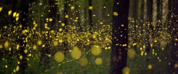 fireflies