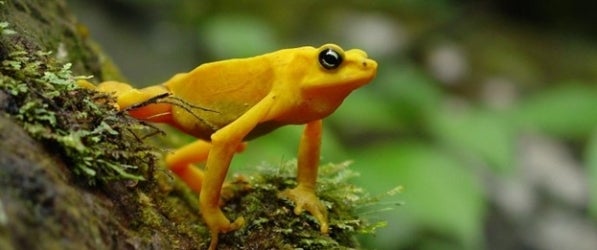 Yellow frog on mossy surface