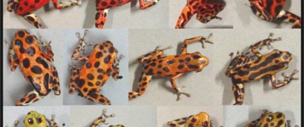 assortment of frogs