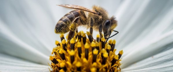 close up of honey bee pollinating a flower honey bee resting on plant