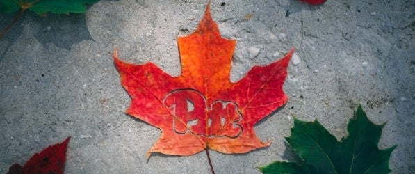 Fall leaf Fall leaf